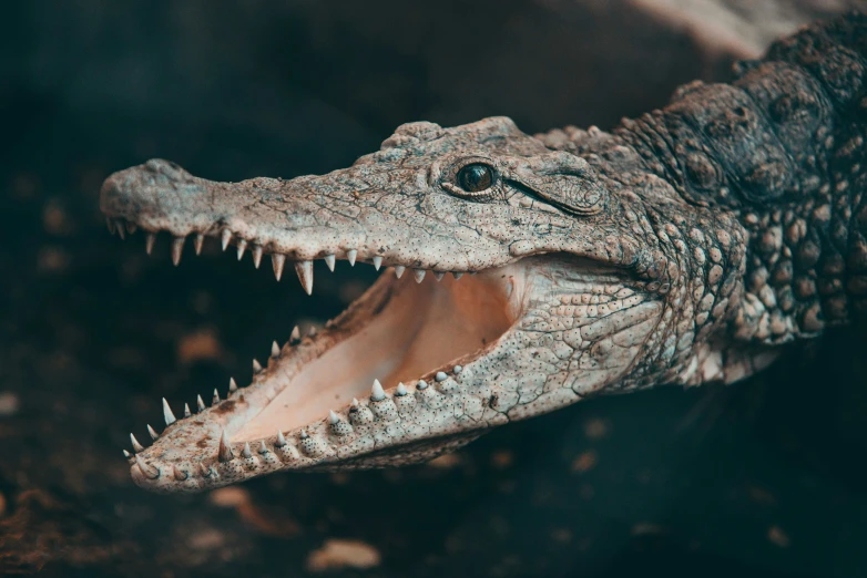 a close up of a crocodile with its mouth open, by Adam Marczyński, pexels contest winner, sumatraism, pale white detailed reptile skin, 🦩🪐🐞👩🏻🦳, mixed animal, high angle close up shot