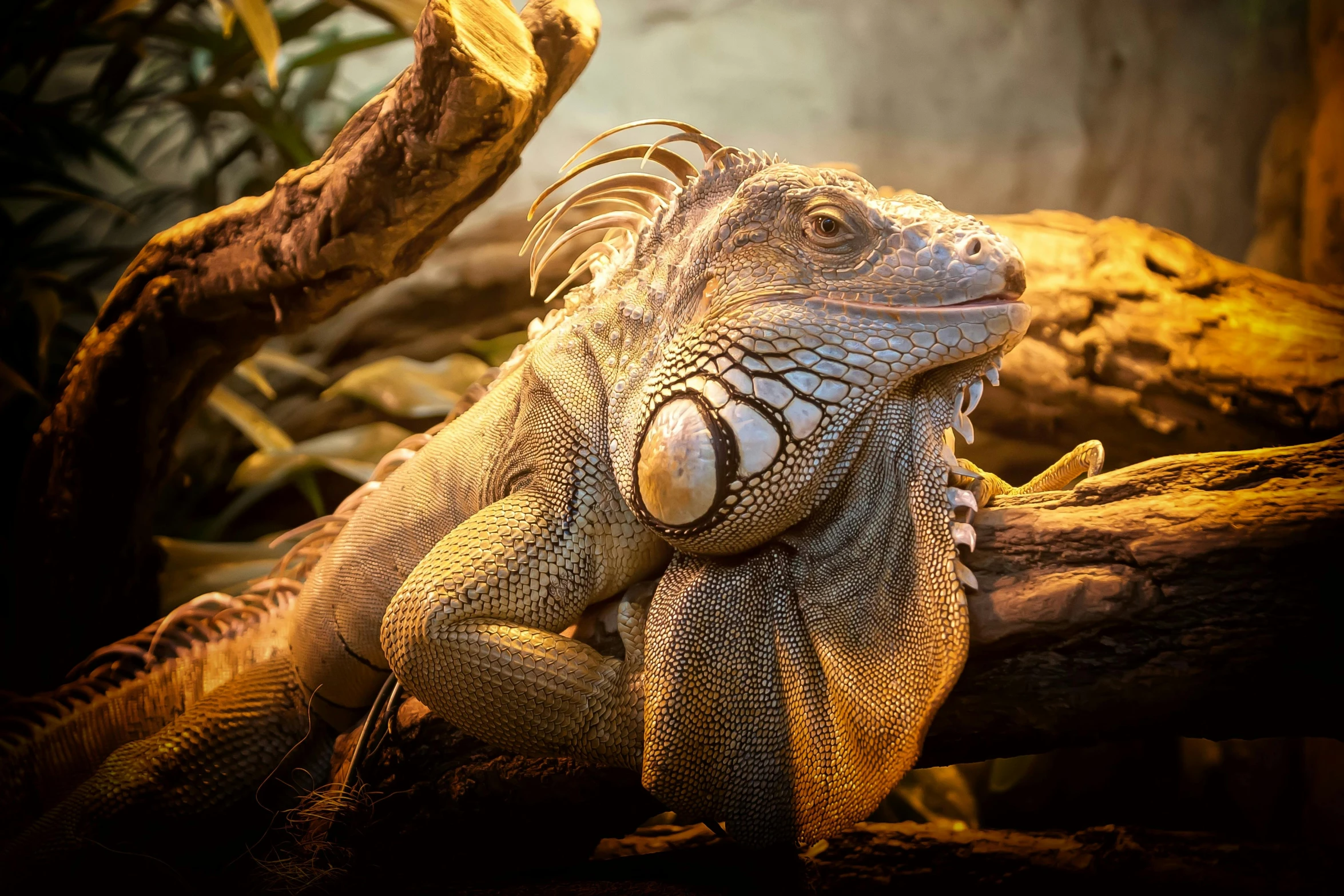 a large lizard sitting on top of a tree branch, a portrait, trending on pexels, giant dragon resting in a cave, vivarium, australian, cocky smirk