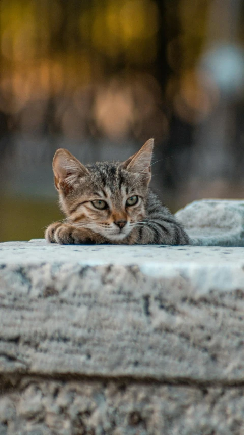a cat that is laying down on a rock, a picture, trending on pexels, minimalism, in a square, calmly conversing 8k, high quality photo, at an ancient city