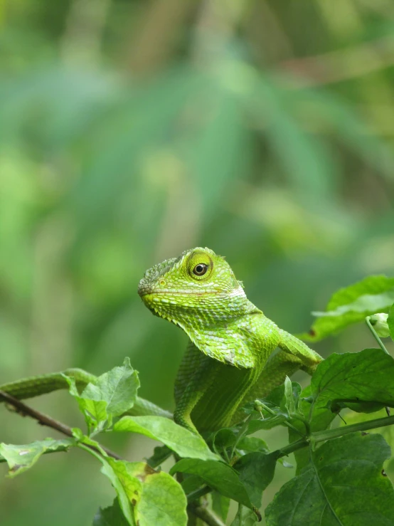 a close up of a lizard on a tree branch, pexels contest winner, sumatraism, greens), green vines, low quality photo, made of leaves