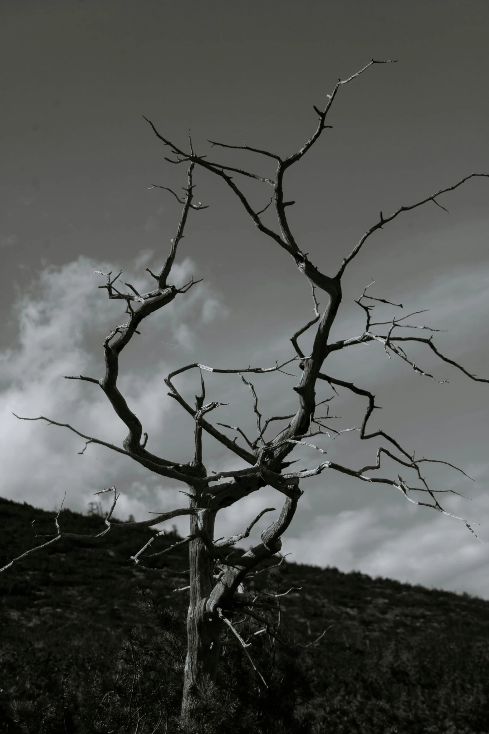 a black and white photo of a dead tree, unsplash, land art, patches of sky, volcanic skeleton, taken in the late 2000s, somber colors