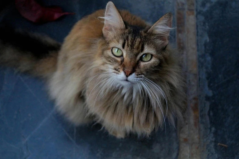 a long haired cat sitting on top of a blue floor