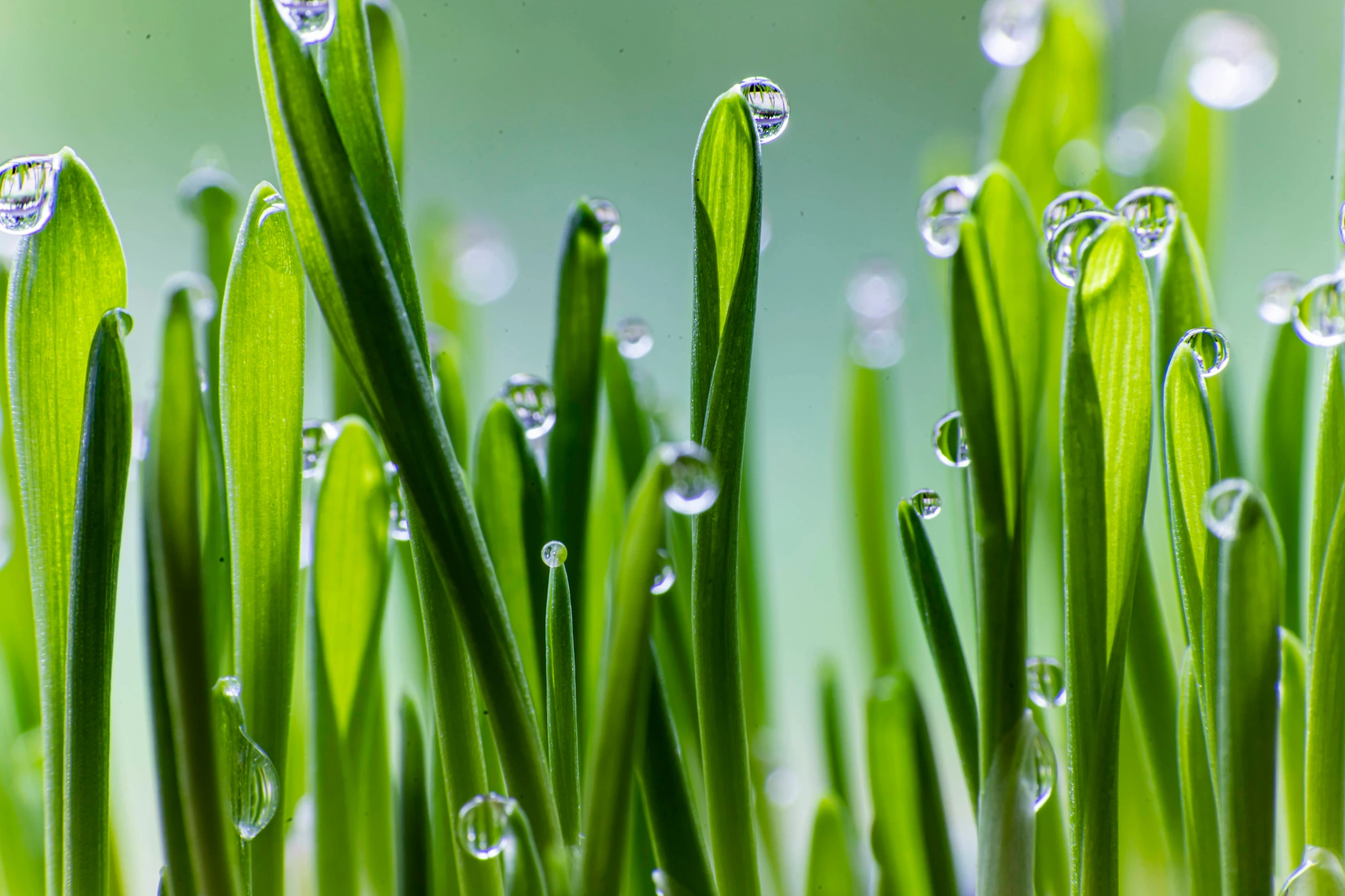 a close up of water droplets on grass, a macro photograph, by Adam Marczyński, trending on pexels, seedlings, emeralds, plants in scientific glassware, photorealistic image