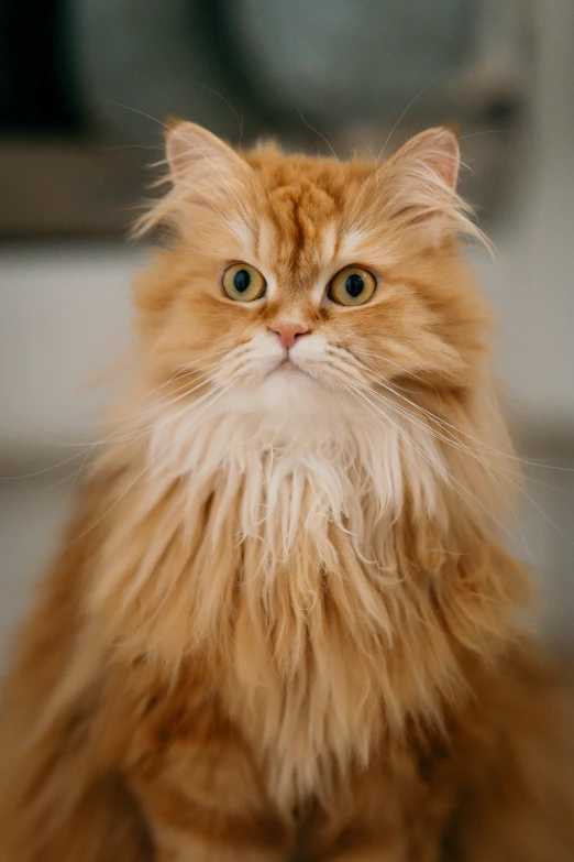 a fluffy cat sitting on the floor looking at the camera, trending on unsplash, renaissance, reds), high quality photo, closeup headshot, towering over the camera