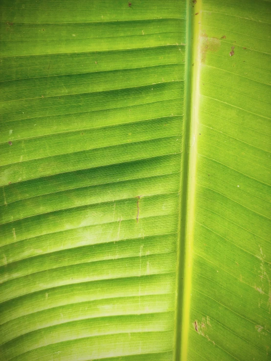 a close up of a green banana leaf, an album cover, iphone screenshot, 2 5 6 x 2 5 6 pixels, sustainable materials, bad light