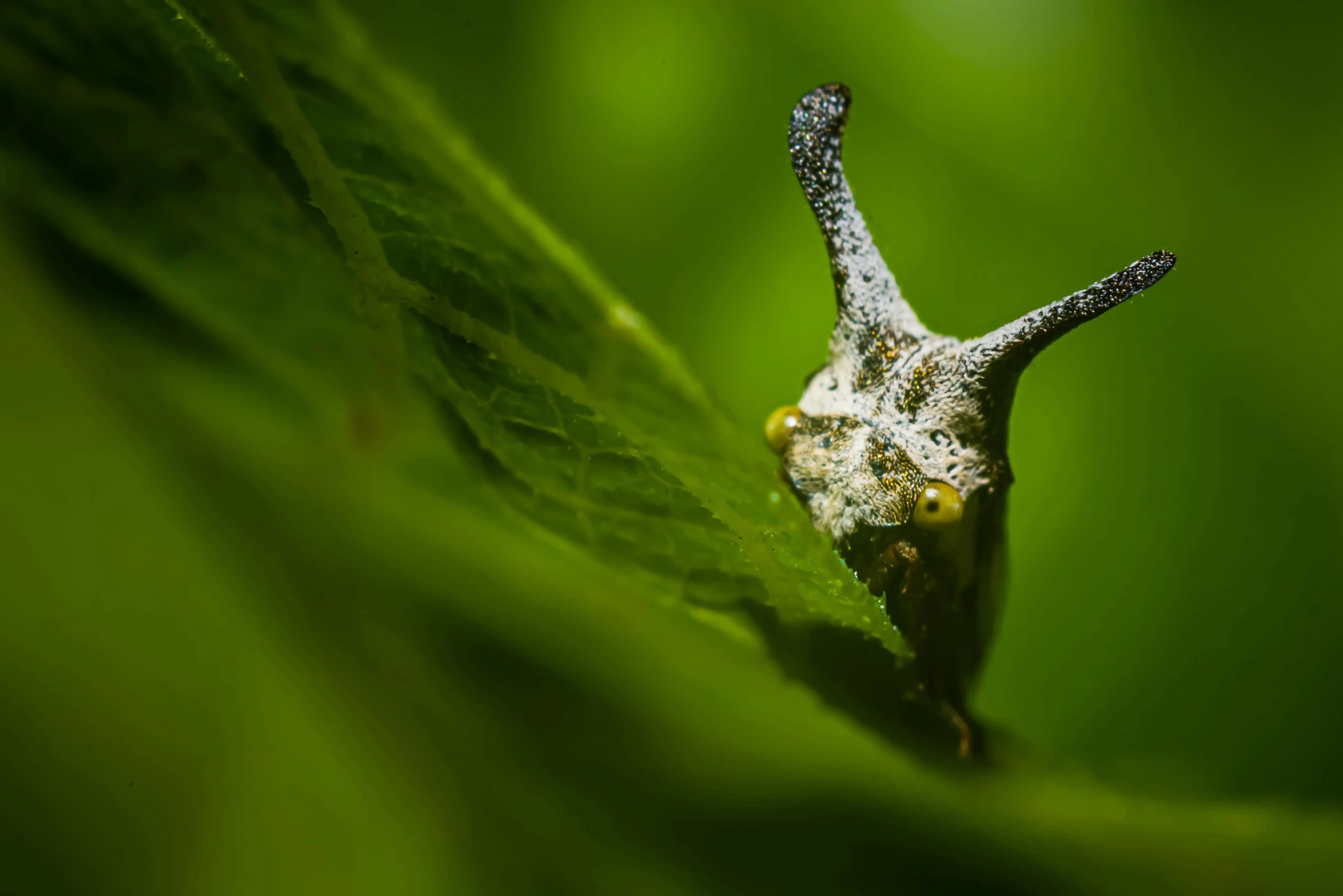 a close up of a snail on a leaf, a macro photograph, by Adam Marczyński, unsplash, in the shape of a ent, silver insect legs, thumbnail, zerg