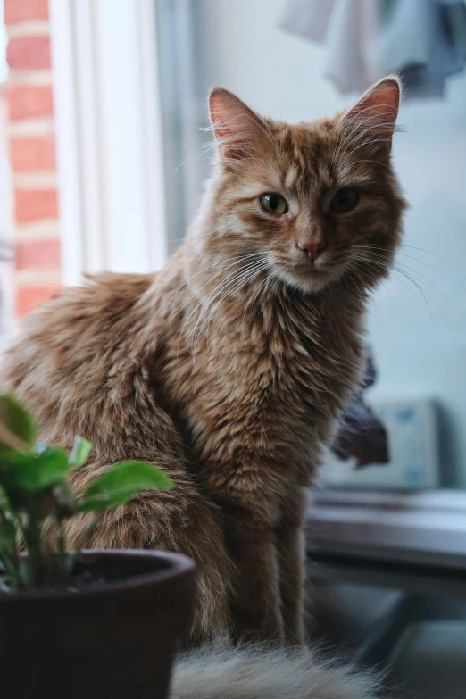 a cat sitting on a window sill next to a potted plant, a picture, unsplash, portrait of garfield, scruffy man, gif, portrait shot 8 k