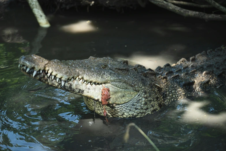 a close up of a crocodile in a body of water, by Gwen Barnard, pexels contest winner, hurufiyya, 🦩🪐🐞👩🏻🦳, on a hot australian day, high angle close up shot, mixed animal