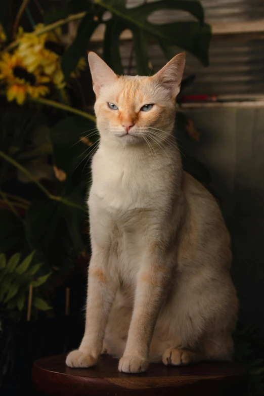 a cat sitting on top of a wooden chair, a portrait, unsplash, portrait of albino mystic, taken with sony alpha 9, white and orange, evening lighting