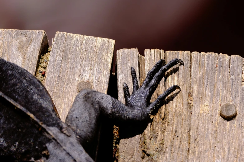 a lizard sitting on top of a wooden fence, an album cover, inspired by Max Ernst, unsplash, realism, black hands with black claws, river styx, metal art, macro image