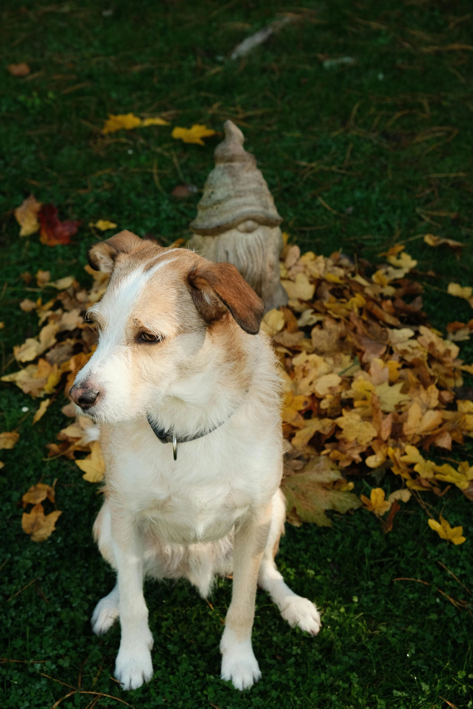 a brown and white dog sitting on top of a lush green field, covered in fallen leaves, mummy, clean shaven, cornell