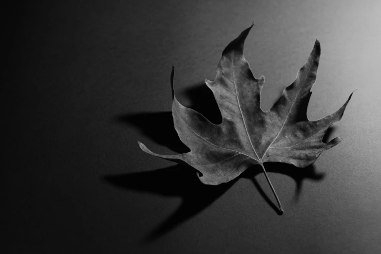a black and white photo of a leaf, inspired by Robert Mapplethorpe, pexels contest winner, art photography, monochrome 3 d model, somber colors, black silhouette, autumn season