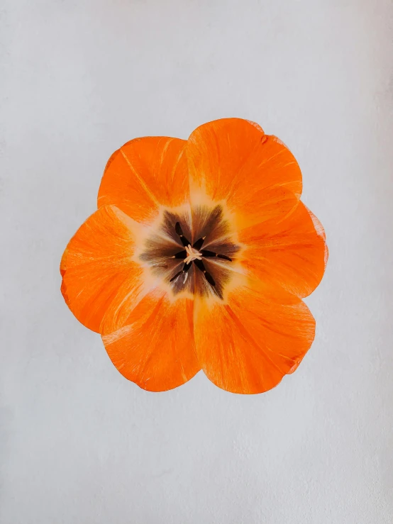 an orange flower sitting on top of a white surface, by Jan Rustem, dye-transfer, tulip, sydney hanson, julia hetta