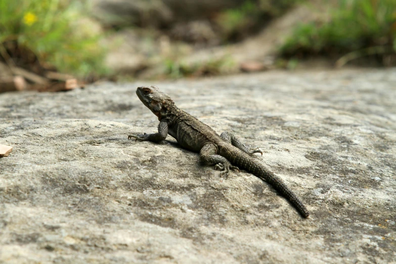 a lizard sitting on top of a rock, by Carey Morris, pexels contest winner, sumatraism, al fresco, grey, paved, australian