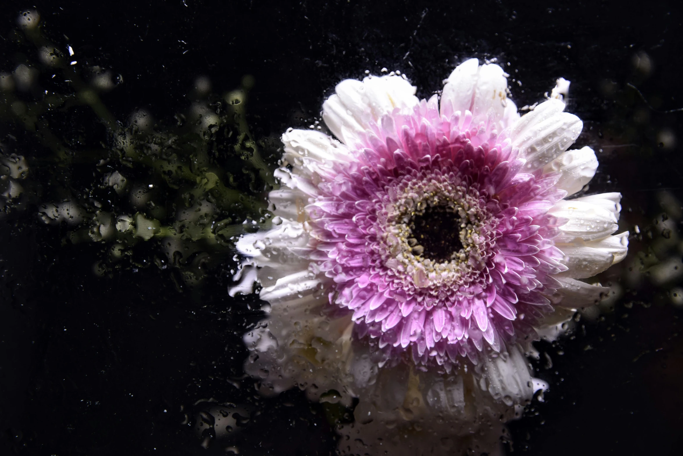 a pink and white flower floating in water, an album cover, unsplash, interstellar hyper realism, chrysanthemum eos-1d, battered, night time