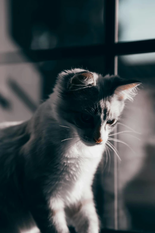 a cat sitting on top of a window sill, unsplash, short light grey whiskers, with dramatic lighting, pouty, high quality photo