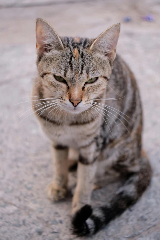 a cat sitting on the ground with its eyes closed, by Carlo Martini, unsplash, but a stern look about her, a tall, angry looking at camera, taken in the mid 2000s