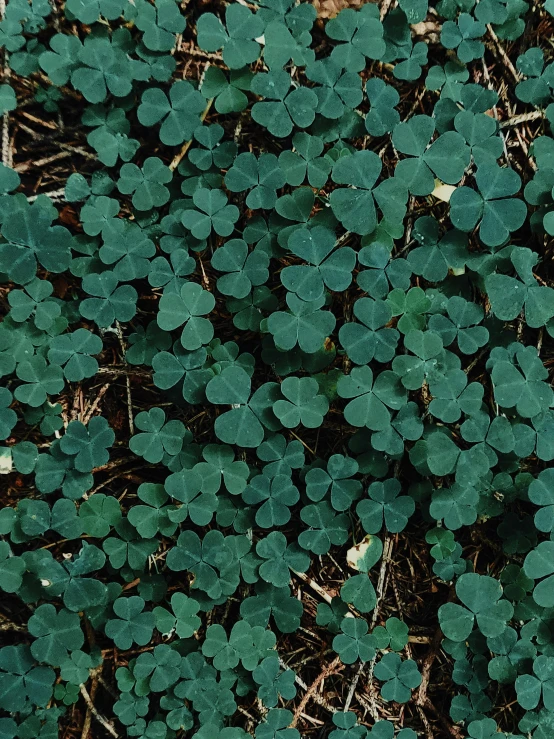 a close up of a bunch of green plants, by Attila Meszlenyi, hurufiyya, background full of lucky clovers, textless, 1 petapixel image, taken in the mid 2000s