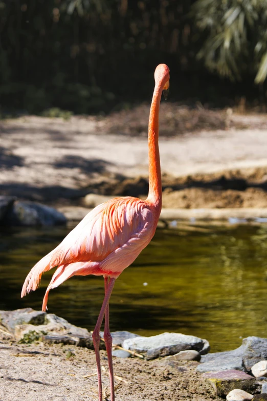 a flamingo standing next to a body of water, animal kingdom, exterior, gazing at the water, in the sun