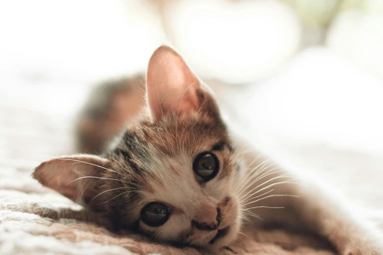 a close up of a cat laying on a bed, by Niko Henrichon, trending on unsplash, the cutest kitten ever, wide eyed, small ears, high quality photo