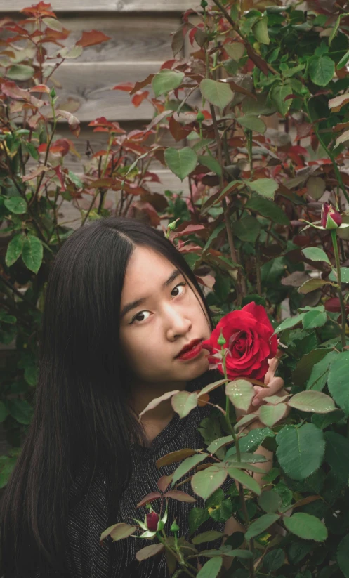 an asian girl holds a red rose between two green leaves