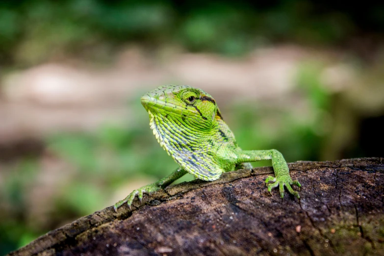 a green lizard sitting on top of a tree branch, pexels contest winner, sumatraism, avatar image, sitting on a log, curved horned dragon!, young male