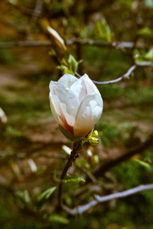 a flower in a tree near the ground
