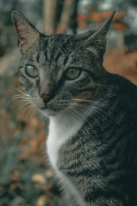 a close up of a cat with a blurry background, pexels contest winner, complex and desaturated, dignified, casual pose, with a white nose