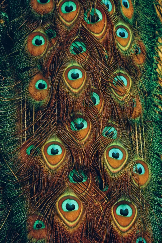 a peacock standing on top of a lush green field, a macro photograph, by Tom Phillips, renaissance, with multiple eyes, orange and teal, made of feathers, 1960s-era