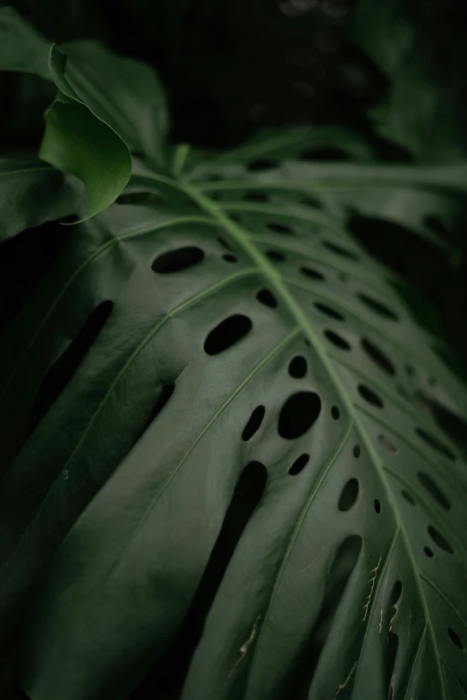 a green leaf with holes on it, inspired by Elsa Bleda, pexels contest winner, renaissance, dark jungle, vegetal architecture, curved, bone plants