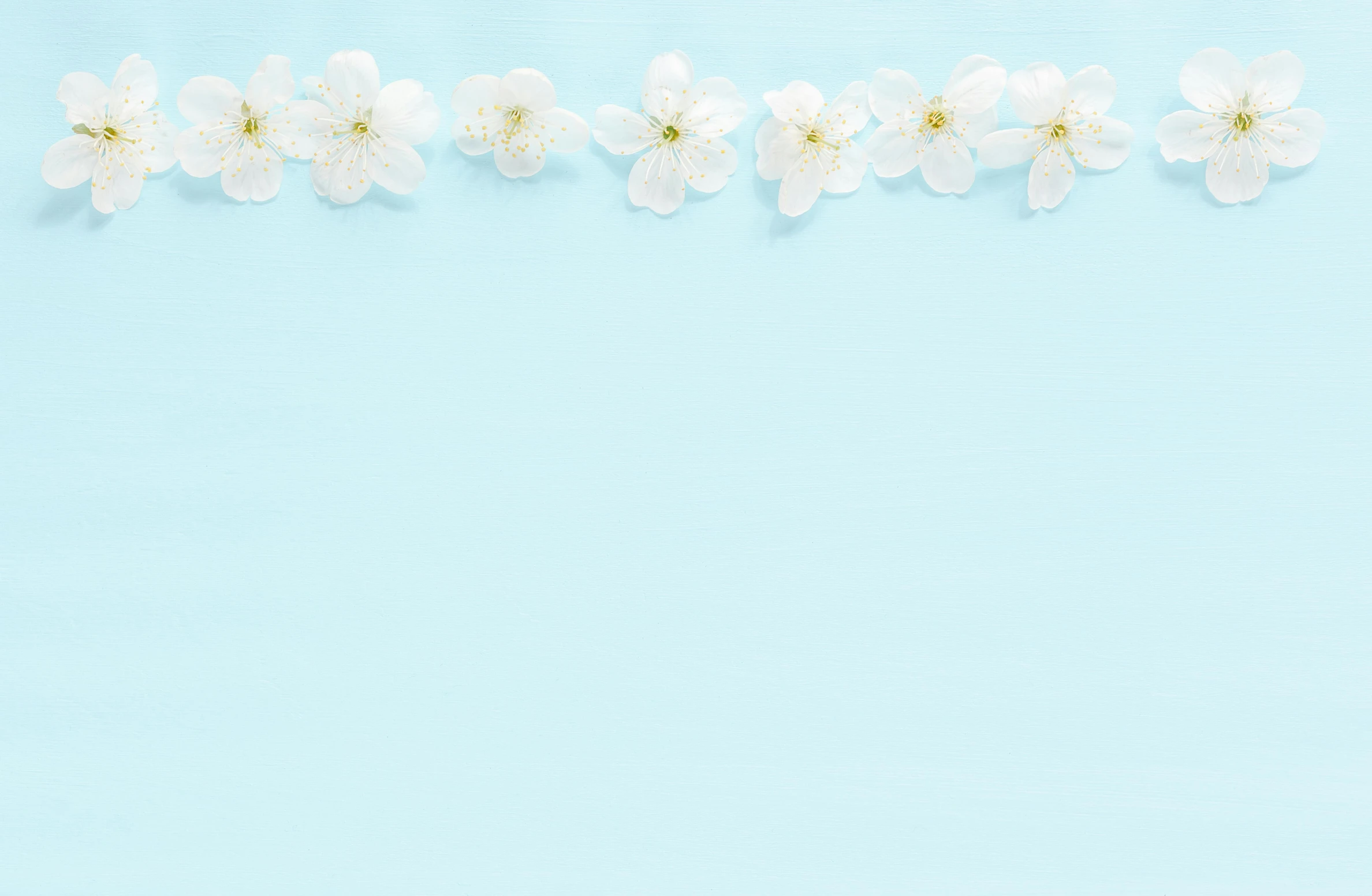a row of white flowers on a blue background, background image, thumbnail, flower decorations, instagram post