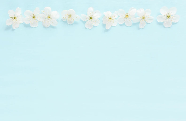 a row of white flowers on a blue background, background image, thumbnail, flower decorations, instagram post