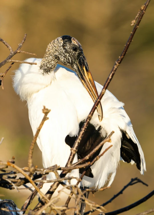 a large bird sitting on top of a tree branch, happening, in a nest, slide show, uncropped, fan favorite