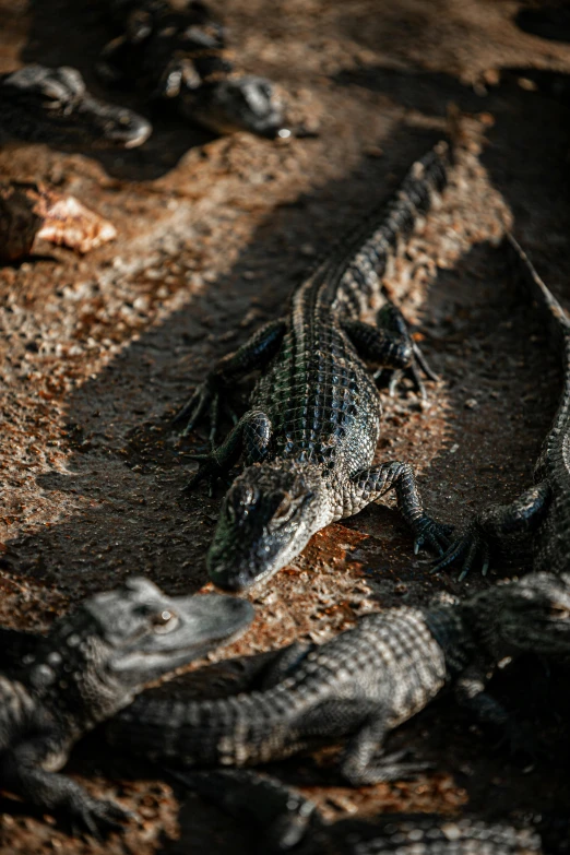 a group of alligators laying on the ground, by Adam Marczyński, unsplash contest winner, hurufiyya, intense shadows, rocky ground with a dirt path, high angle close up shot, young male