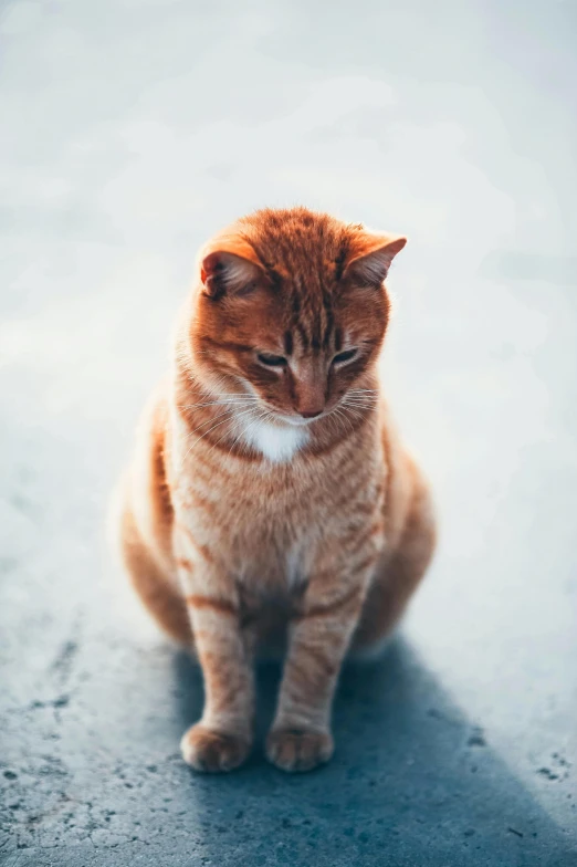 an orange cat sitting on top of a cement floor, by Julia Pishtar, unsplash, soft but grumpy, scientific photo, a photo of a man, slightly pixelated