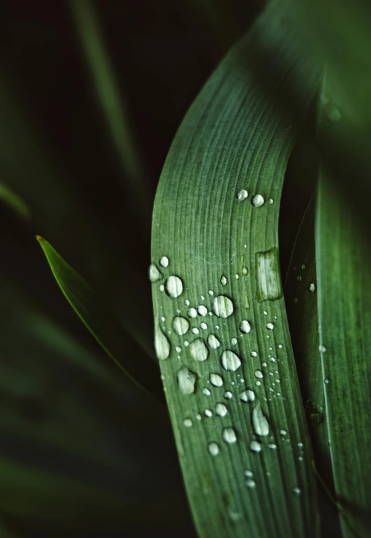 a green leaf with water droplets on it, inspired by Elsa Bleda, unsplash, renaissance, reeds, grain”, paul barson, low detail