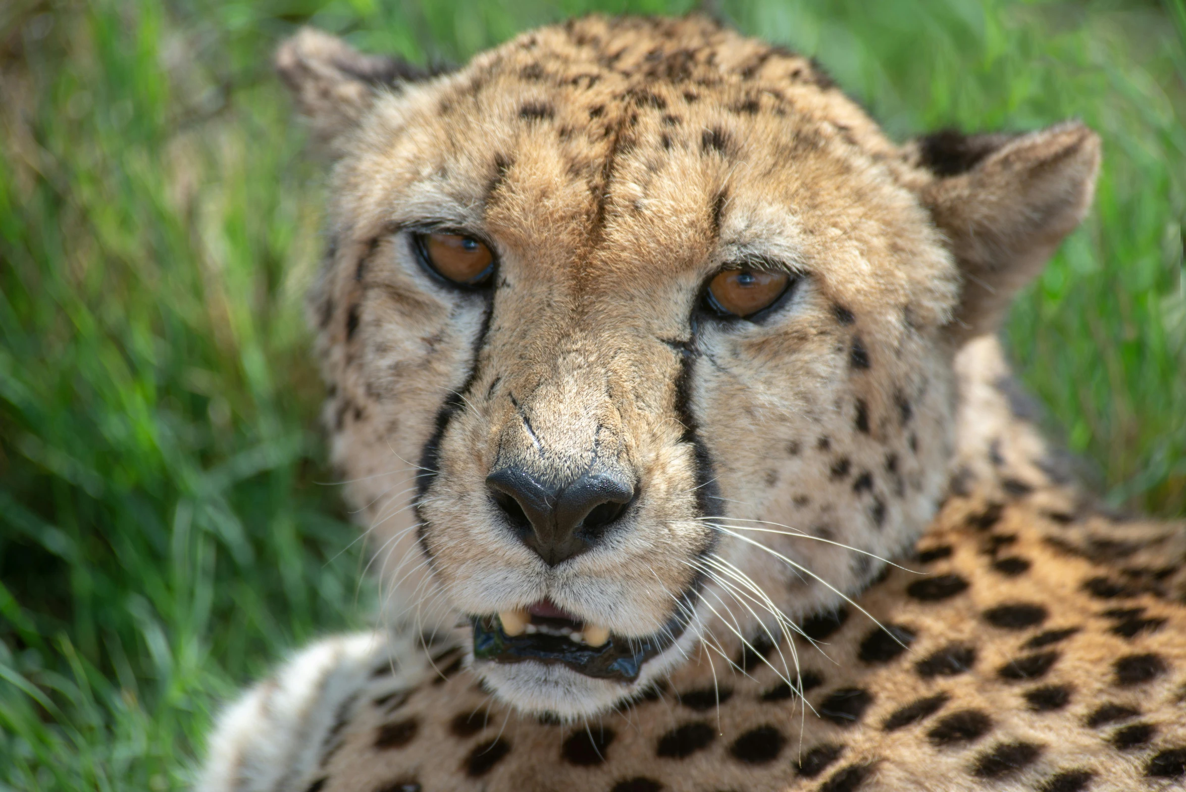 a close up of a cheetah laying in the grass, a portrait, pexels contest winner, humanoid cheetah, avatar image, concerned, 2022 photograph