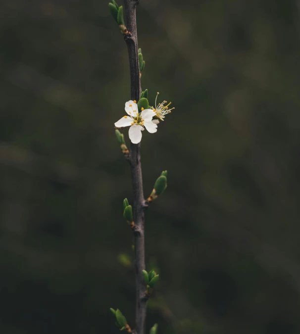 a white flower sitting on top of a tree branch, unsplash, postminimalism, tooth wu : : quixel megascans, gloomy mood, slightly pixelated, spring evening