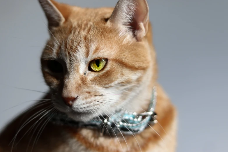a close up of a cat wearing a collar, unsplash, photorealism, on grey background, getty images, hr ginger, bedazzled