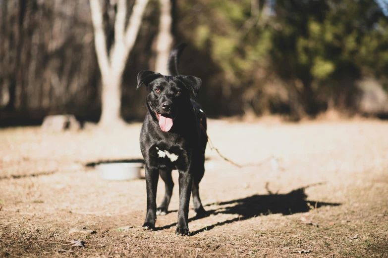 a black dog standing on top of a grass covered field, a portrait, unsplash, australian, camp, full frame image