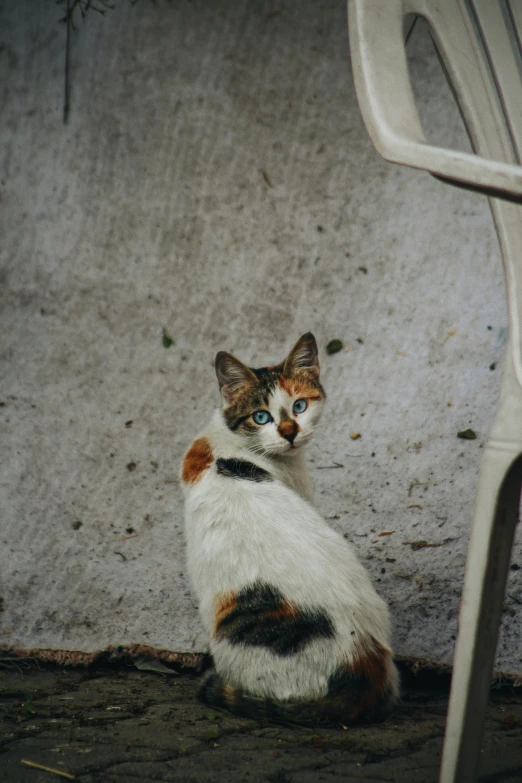 a cat sitting on the ground next to a chair, multicoloured, piercing stare, street photo, calico