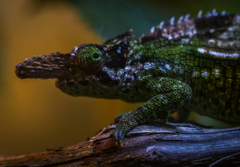a close up of a lizard on a branch, a macro photograph, by Adam Marczyński, pexels contest winner, photorealism, an intricate, chameleon, chilling 4 k, ilustration