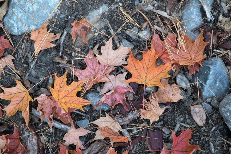 a bunch of leaves laying on the ground, inspired by Tom Thomson, unsplash, land art, 1 6 x 1 6, fan favorite, maple syrup sea, warm colors--seed 1242253951