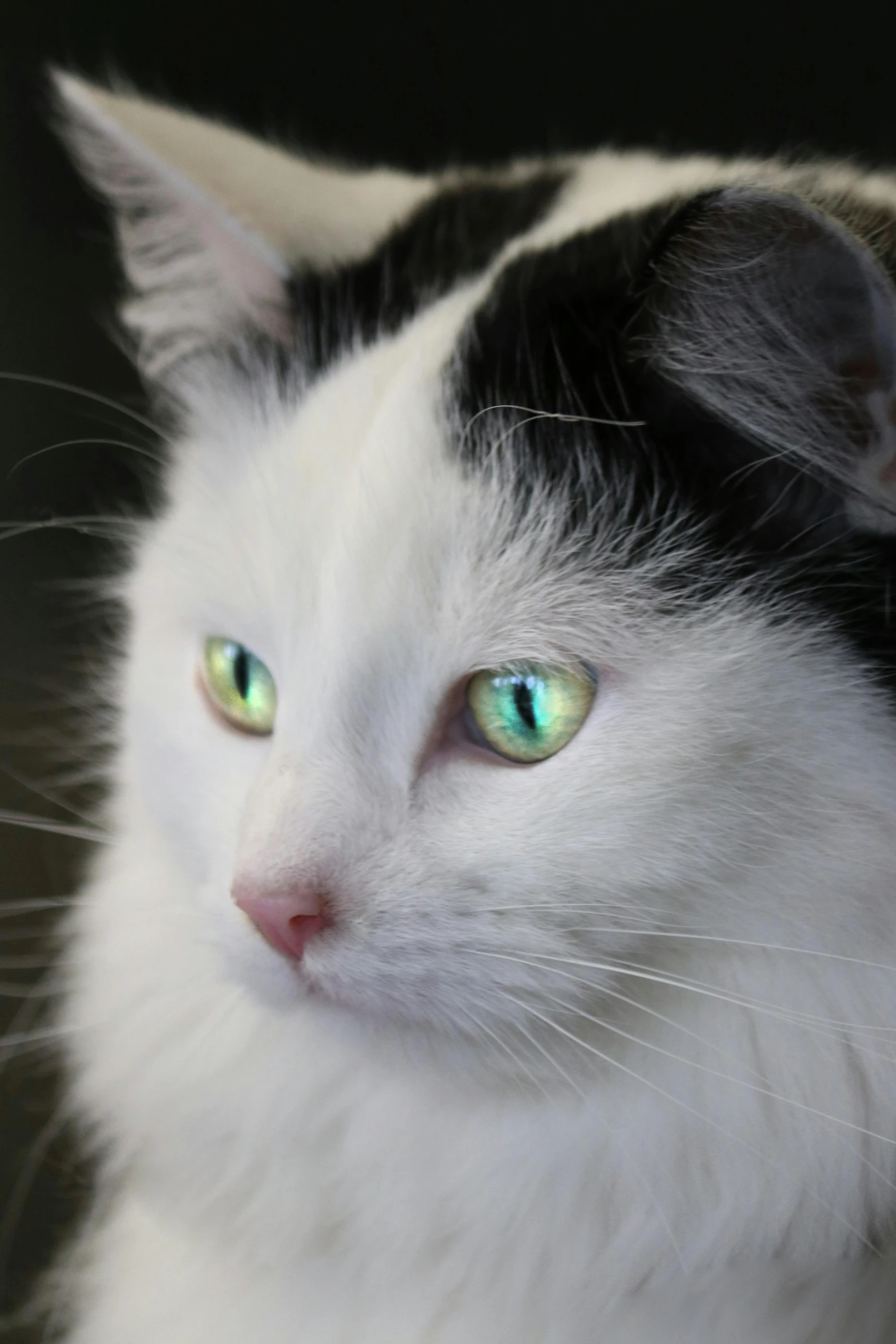 a black and white cat with green eyes, by Mandy Jurgens, taken in the late 2010s, heterochromia, avatar image, a handsome