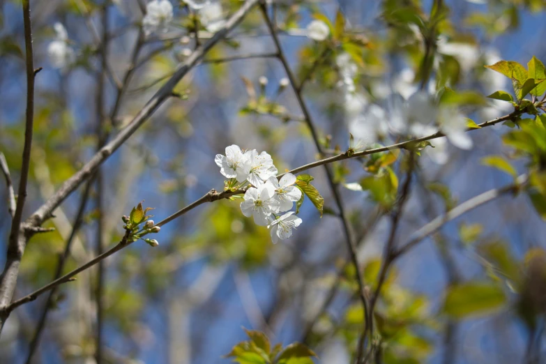 a close up of a tree with white flowers, by David Simpson, unsplash, paul barson, cherry blossums, white and blue, leaves on branches