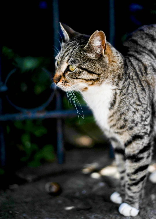 a close up of a cat near a fence, cinematic shot ar 9:16 -n 6 -g, with dappled light, cinematic style photograph, multicoloured