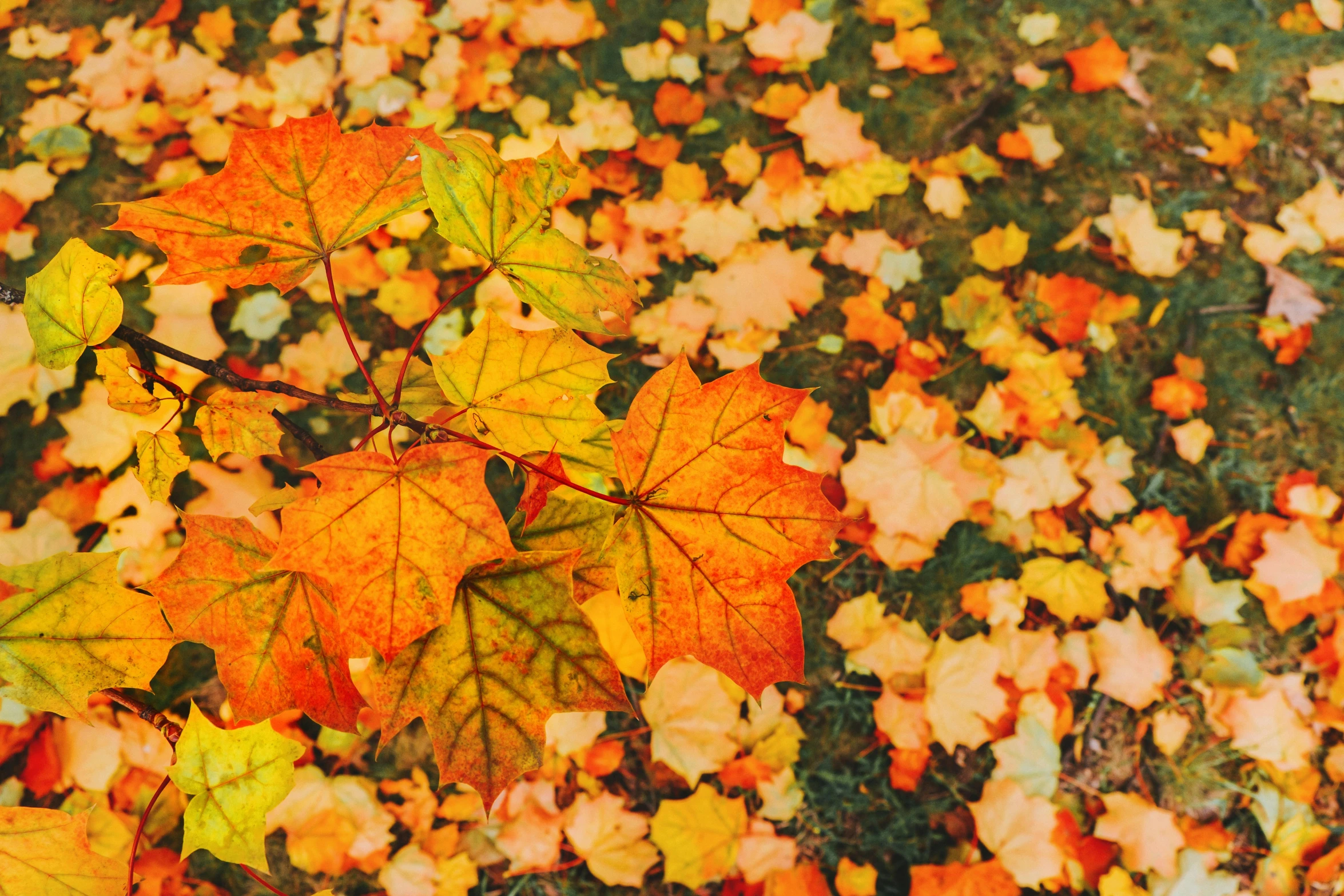 a bunch of leaves that are laying on the ground, by Maksimilijan Vanka, pexels, explosion of color, retro stylised, maple tree, thumbnail