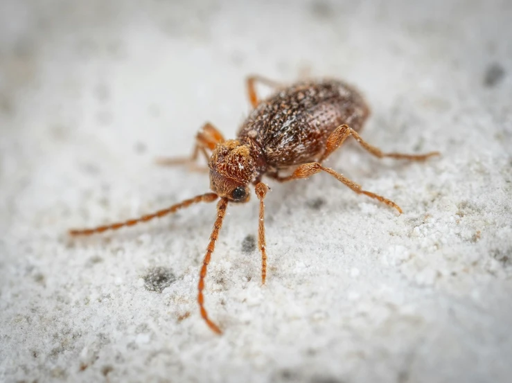 a close up of a bug on a white surface, pexels contest winner, on the concrete ground, brown, fine detail post processing, photorealistic image