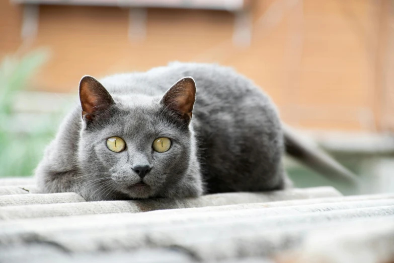 a gray cat laying on top of a roof, by Julia Pishtar, pexels contest winner, prussian blue, dynamic closeup, coloured, flat grey