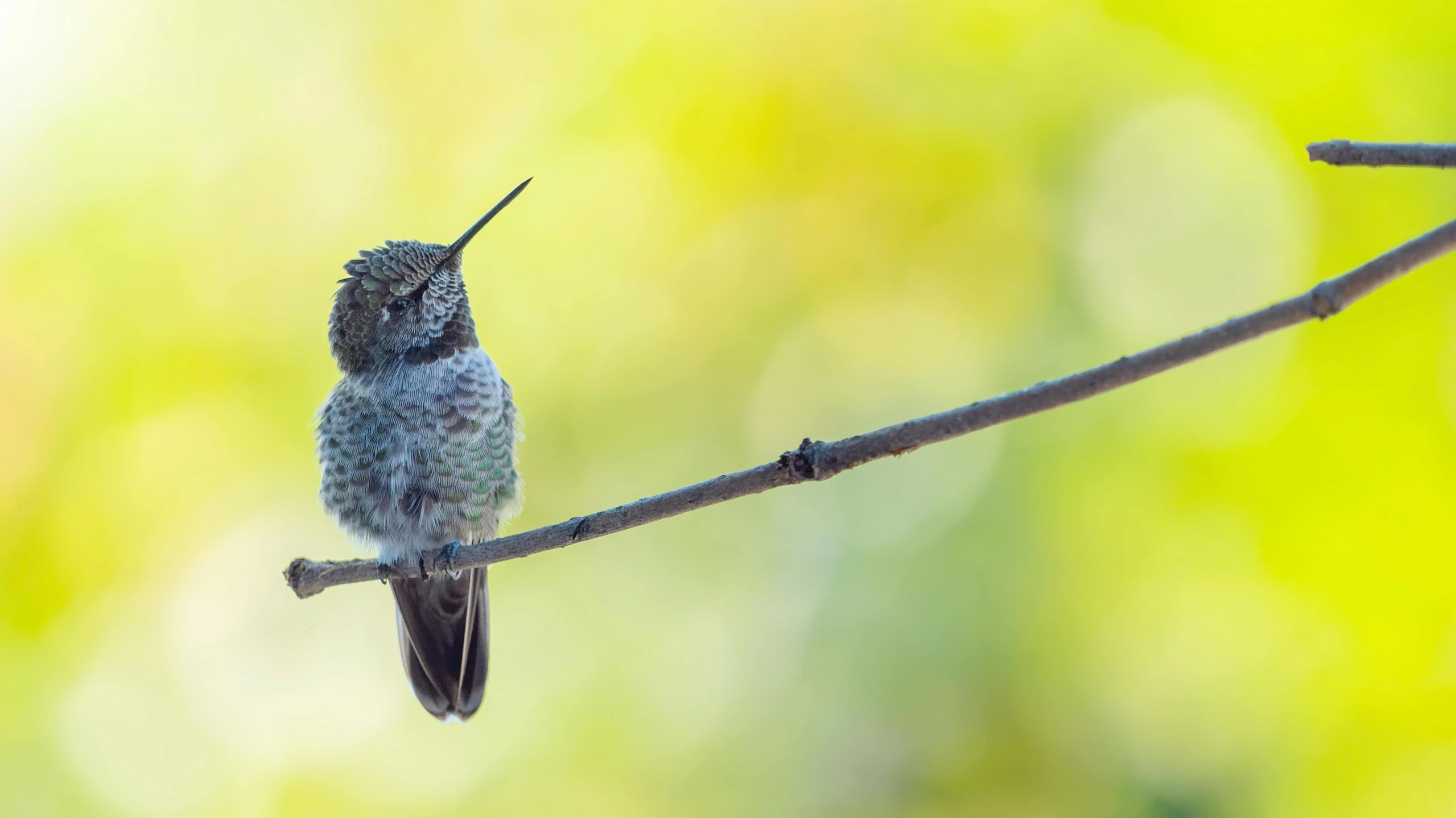 a hummingbird sitting on top of a tree branch, a portrait, pexels contest winner, arabesque, grey, small chin, postprocessed, canvas